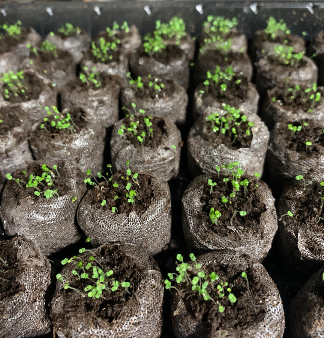 BloomHaven | Creeping Thyme Homegrown Seeds