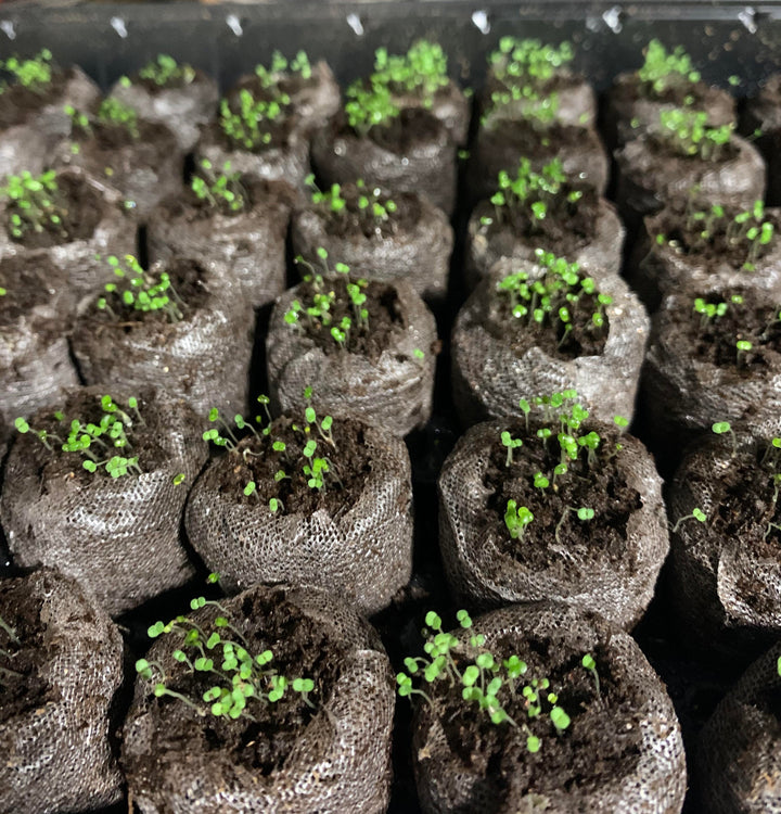 BloomHaven | Creeping Thyme Homegrown Seeds
