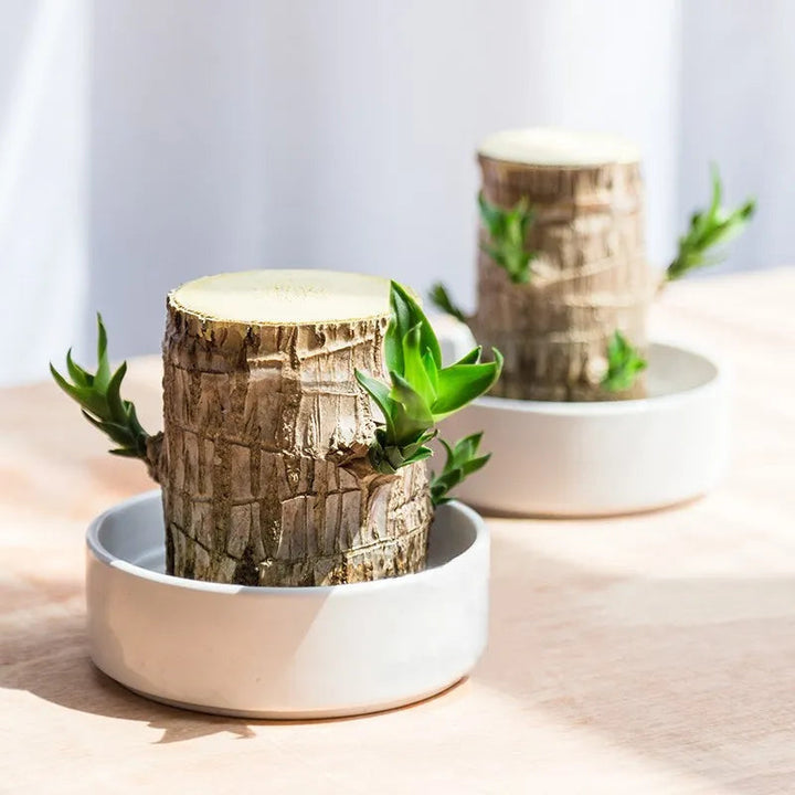 ZenWood | Brazilian Lucky Wood