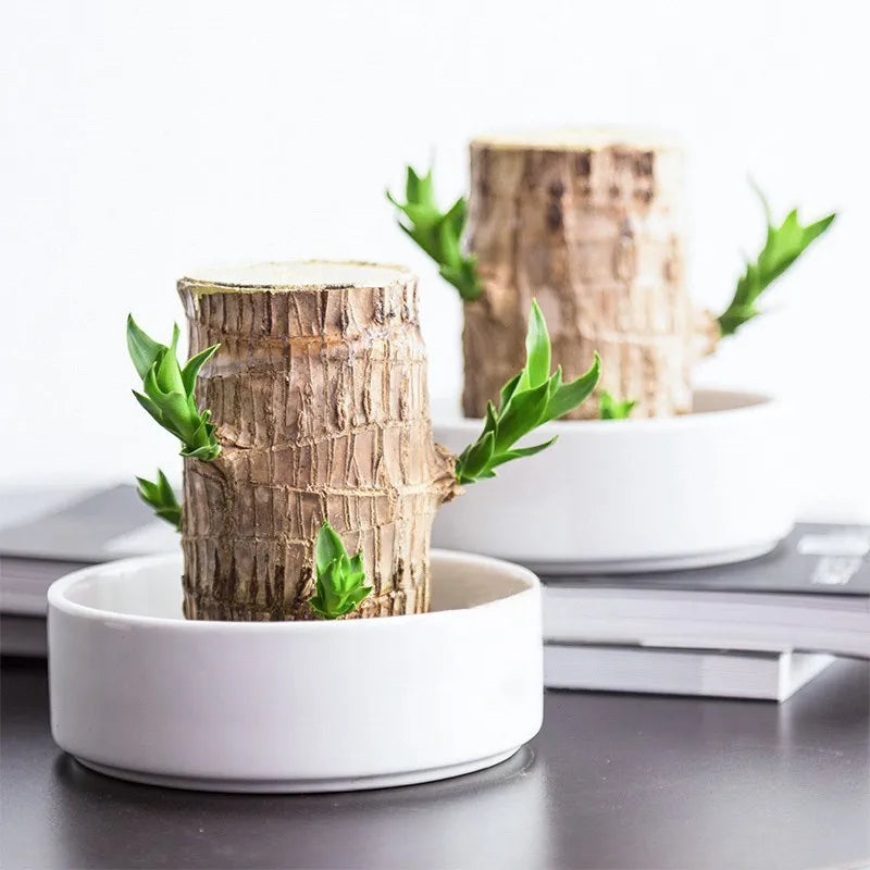 ZenWood | Brazilian Lucky Wood
