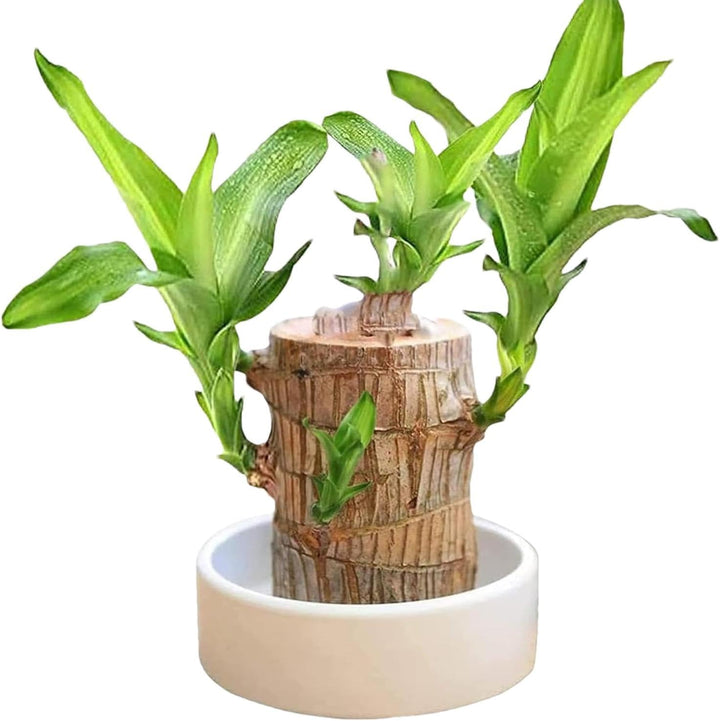 ZenWood | Brazilian Lucky Wood