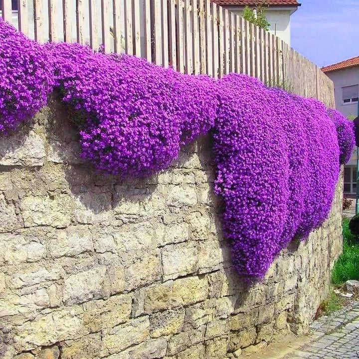 BloomHaven | Creeping Thyme Homegrown Seeds