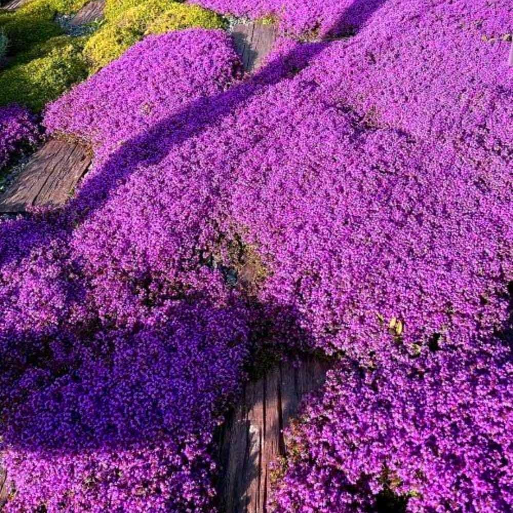 BloomHaven | Creeping Thyme Homegrown Seeds