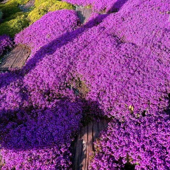 BloomHaven | Creeping Thyme Homegrown Seeds