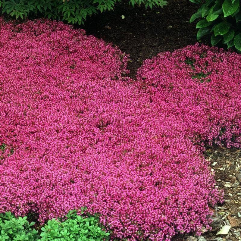 BloomHaven | Creeping Thyme Homegrown Seeds