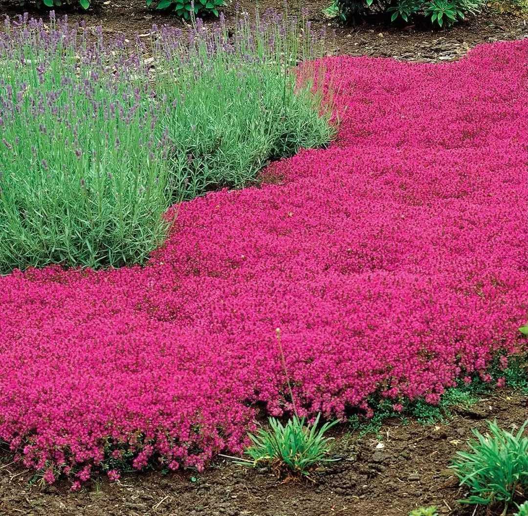 BloomHaven | Creeping Thyme Homegrown Seeds