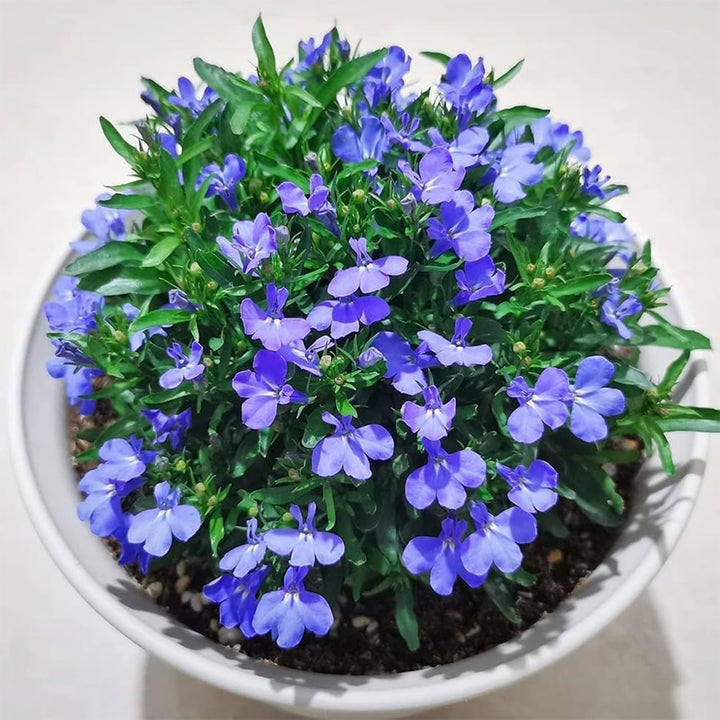 BloomHaven | Creeping Thyme Homegrown Seeds