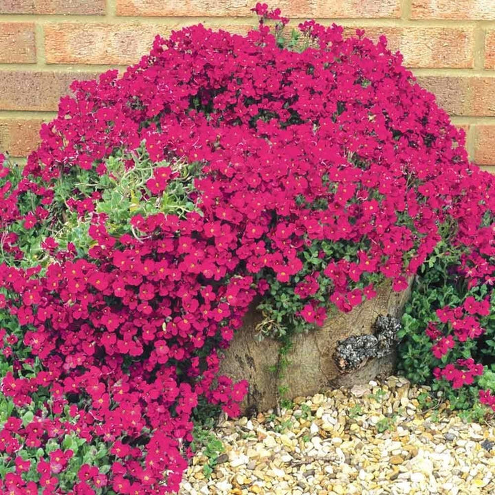 BloomHaven | Creeping Thyme Homegrown Seeds