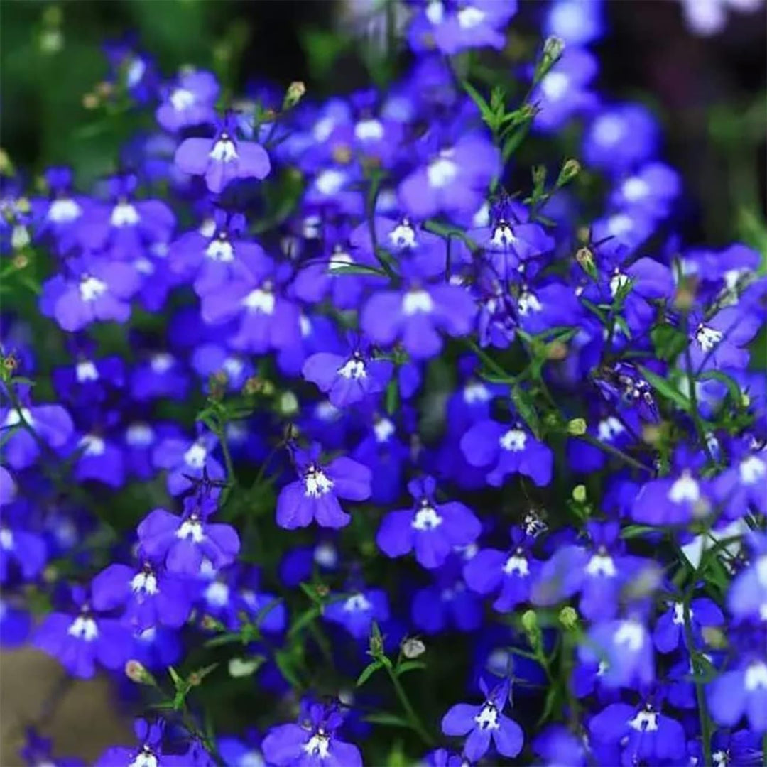 BloomHaven | Creeping Thyme Homegrown Seeds