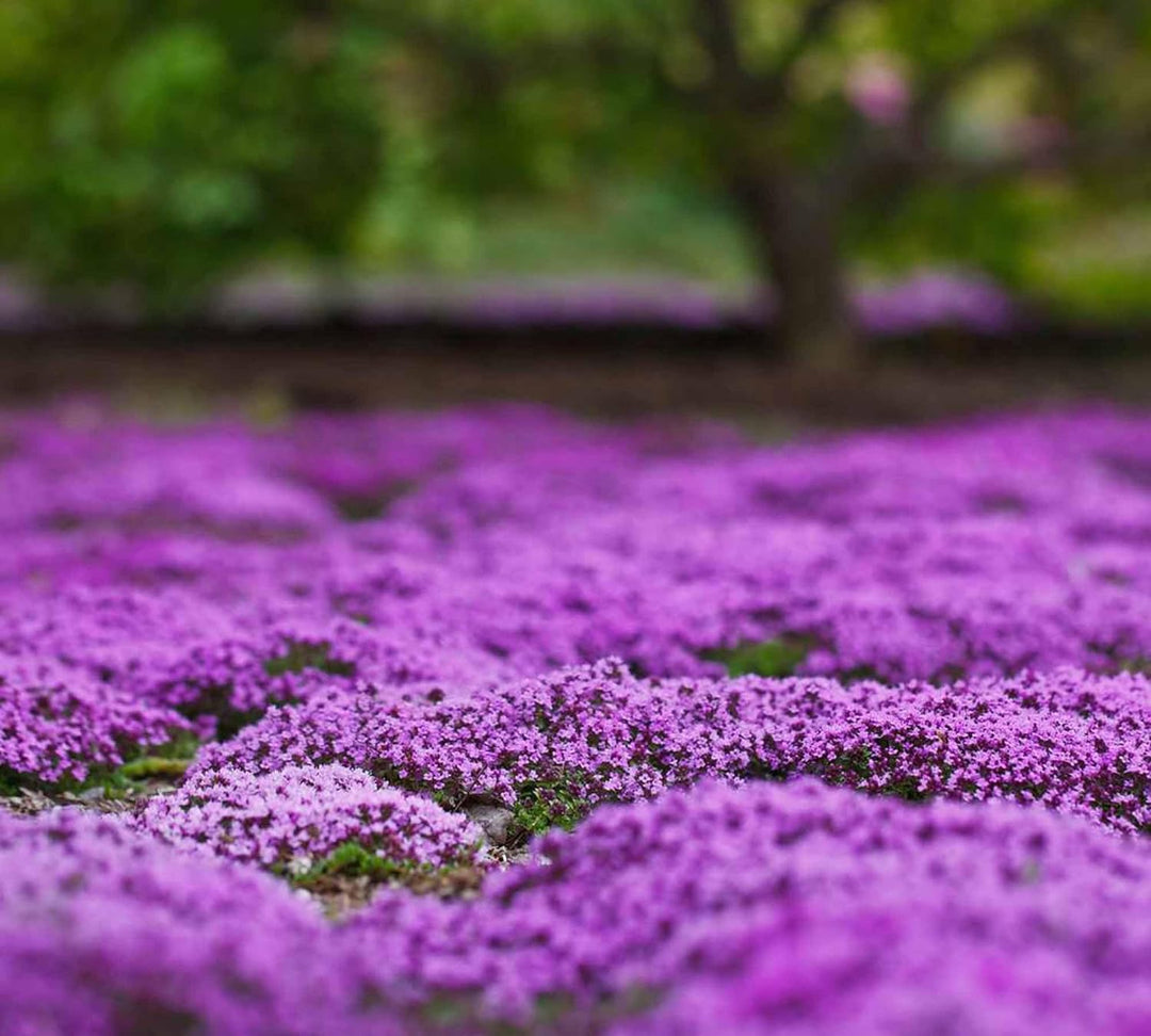 BloomHaven | Creeping Thyme Homegrown Seeds