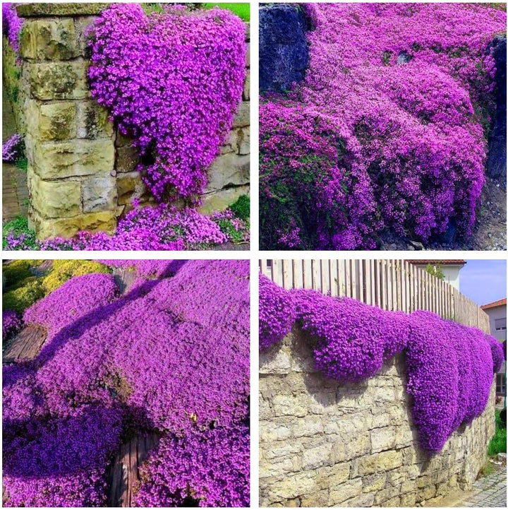 BloomHaven | Creeping Thyme Homegrown Seeds