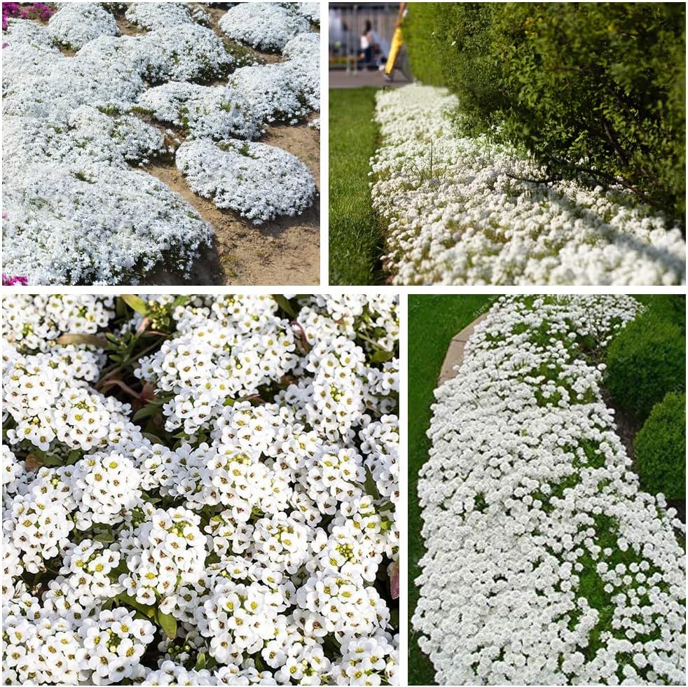 BloomHaven | Creeping Thyme Homegrown Seeds