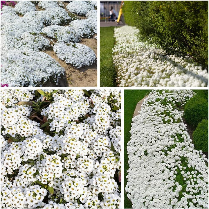 BloomHaven | Creeping Thyme Homegrown Seeds