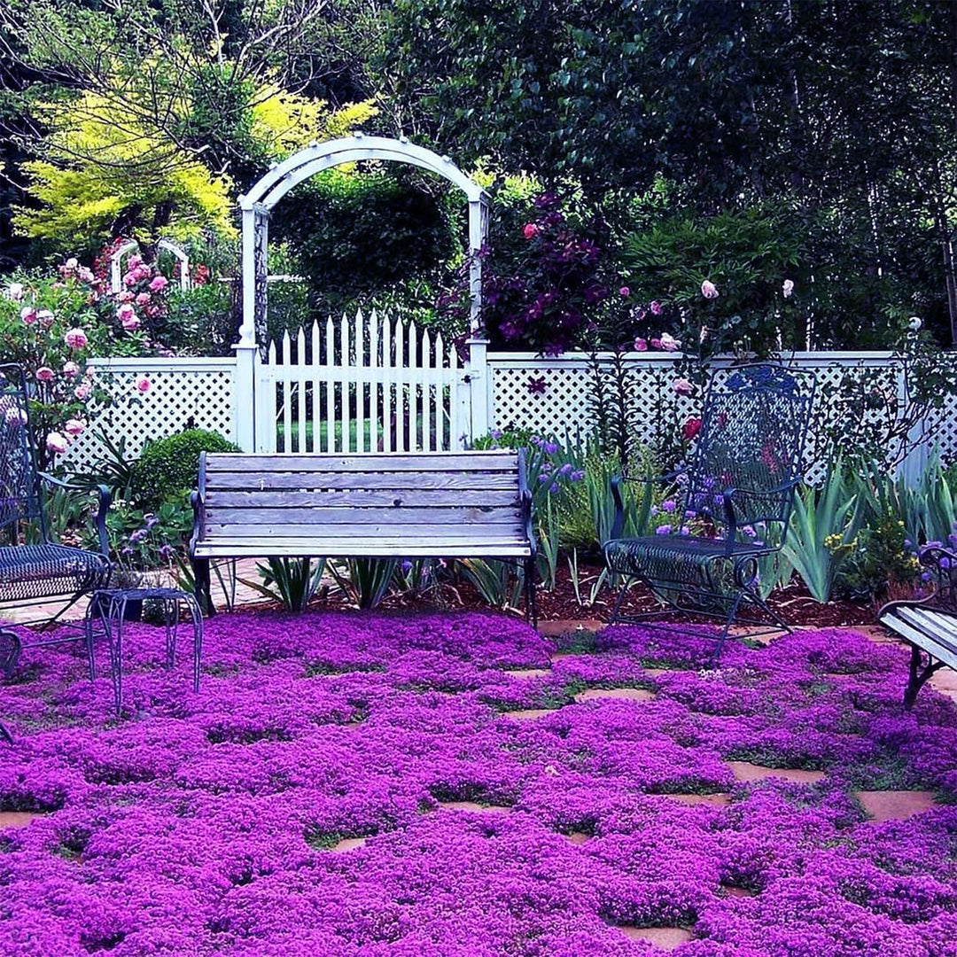 BloomHaven | Creeping Thyme Homegrown Seeds