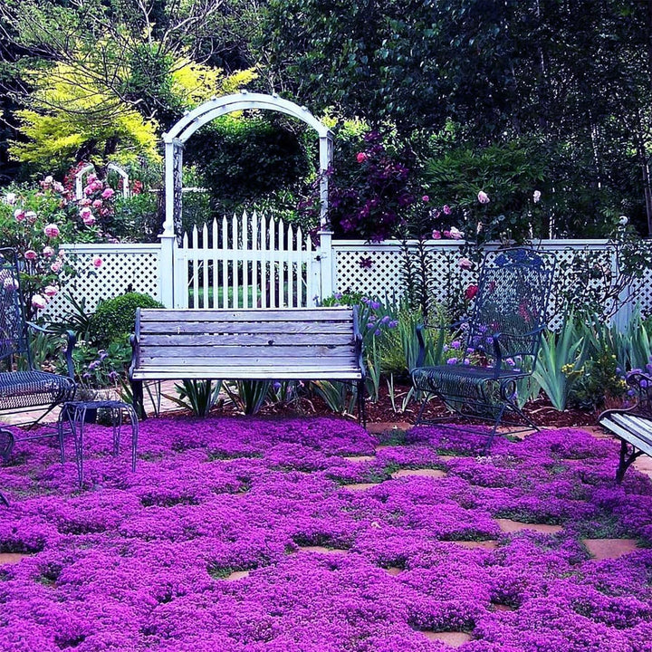 BloomHaven | Creeping Thyme Homegrown Seeds