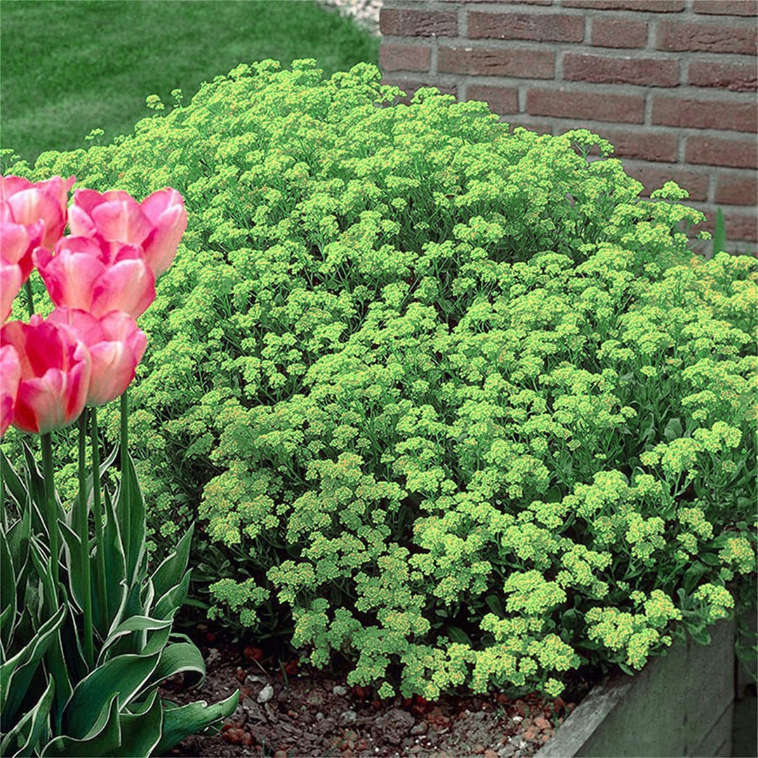BloomHaven | Creeping Thyme Homegrown Seeds