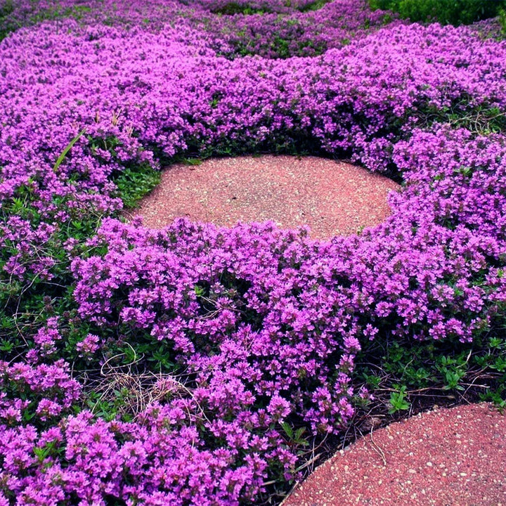 BloomHaven | Creeping Thyme Homegrown Seeds