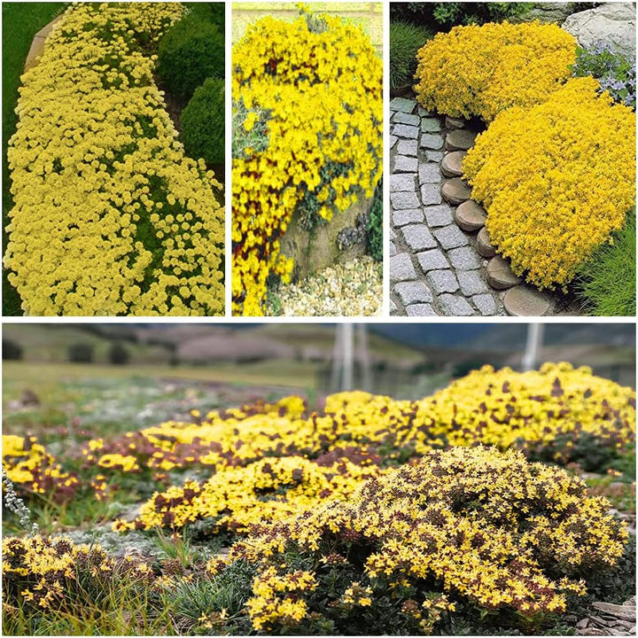 BloomHaven | Creeping Thyme Homegrown Seeds