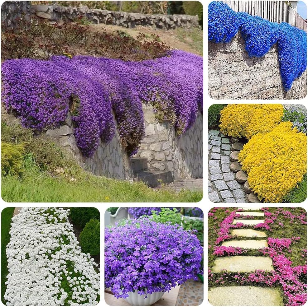 BloomHaven | Creeping Thyme Homegrown Seeds