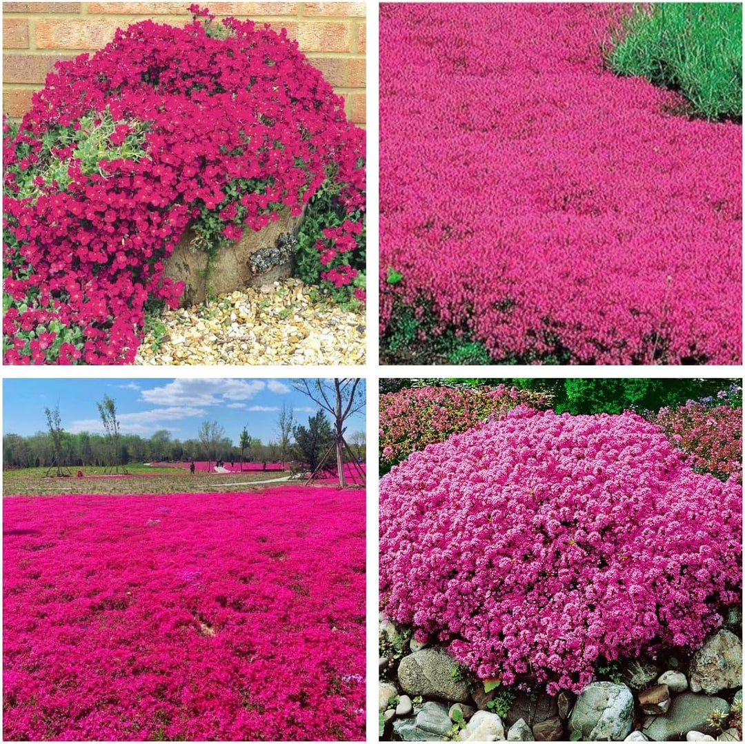 BloomHaven | Creeping Thyme Homegrown Seeds