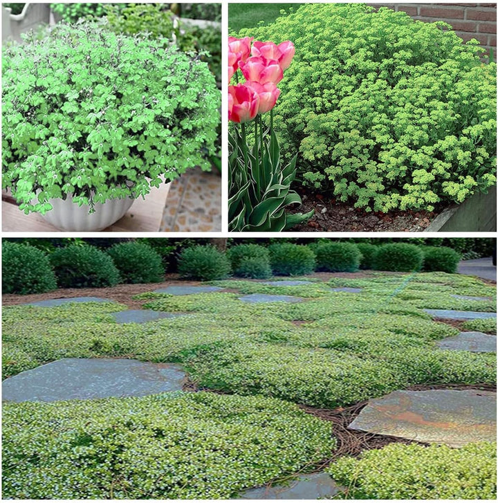 BloomHaven | Creeping Thyme Homegrown Seeds