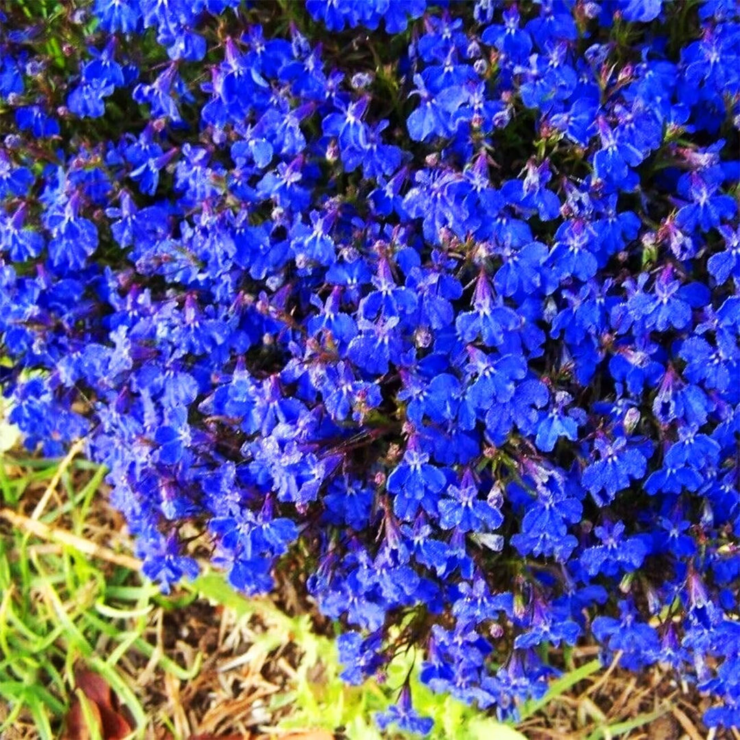 BloomHaven | Creeping Thyme Homegrown Seeds