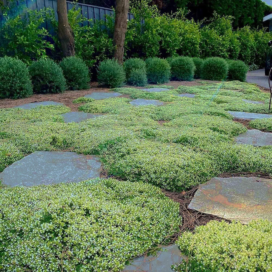 BloomHaven | Creeping Thyme Homegrown Seeds