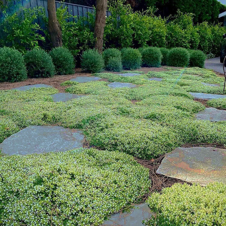 BloomHaven | Creeping Thyme Homegrown Seeds