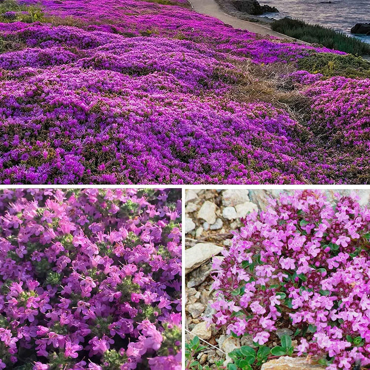 BloomHaven | Creeping Thyme Homegrown Seeds