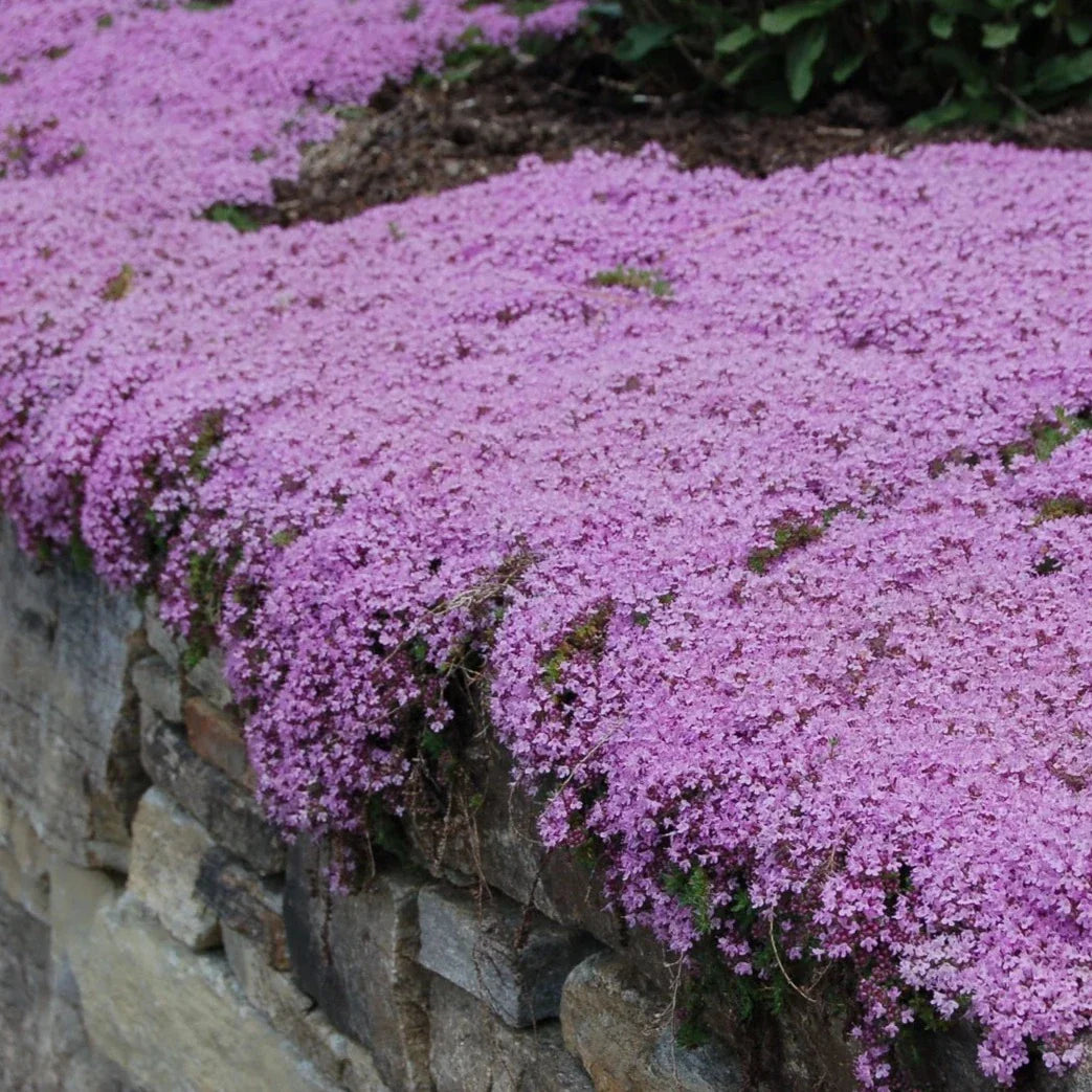 BloomHaven | Creeping Thyme Homegrown Seeds