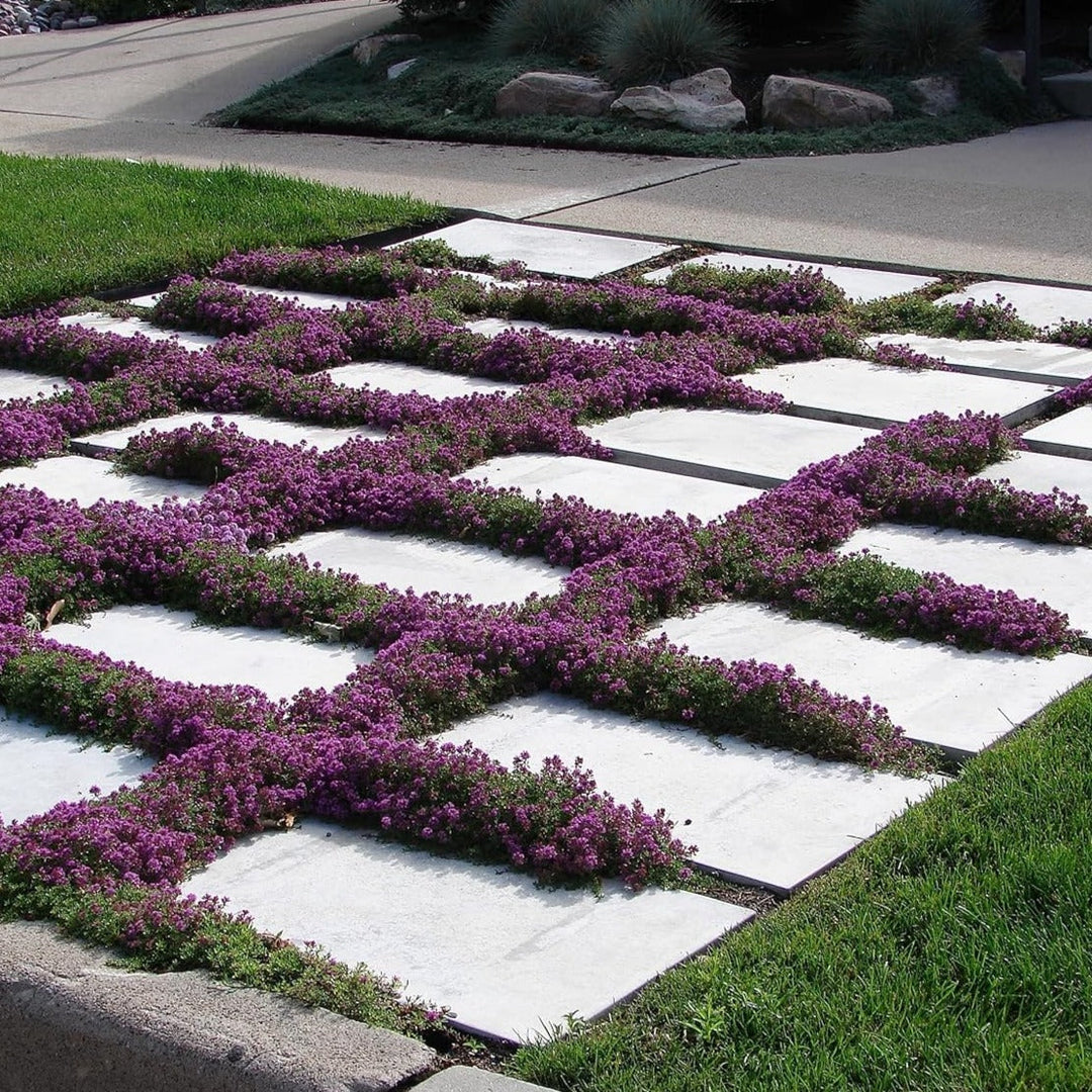 BloomHaven | Creeping Thyme Homegrown Seeds