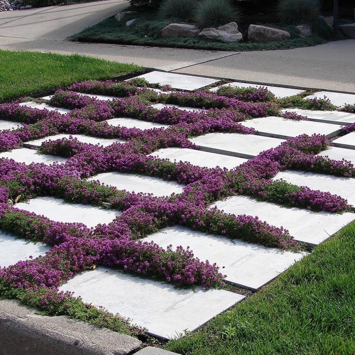 BloomHaven | Creeping Thyme Homegrown Seeds