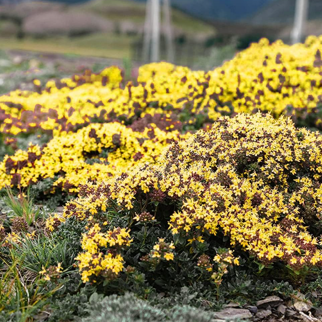 BloomHaven | Creeping Thyme Homegrown Seeds