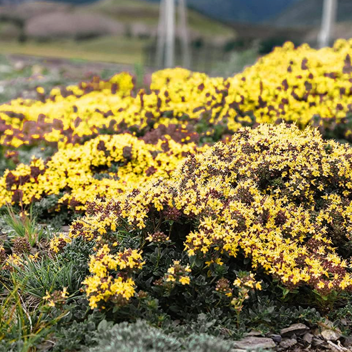 BloomHaven | Creeping Thyme Homegrown Seeds