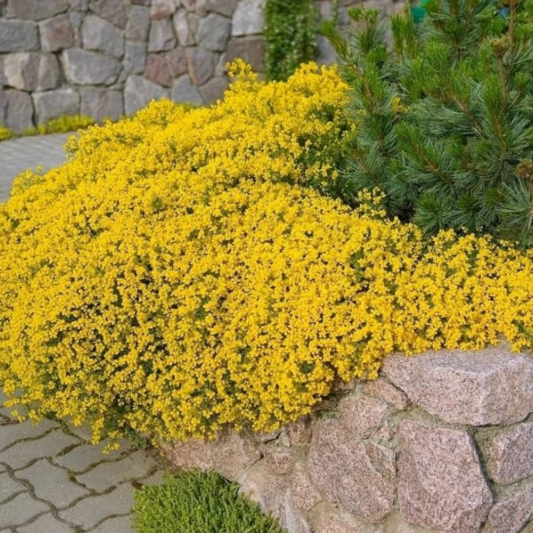 BloomHaven | Creeping Thyme Homegrown Seeds