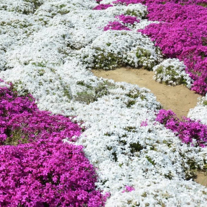BloomHaven | Creeping Thyme Homegrown Seeds