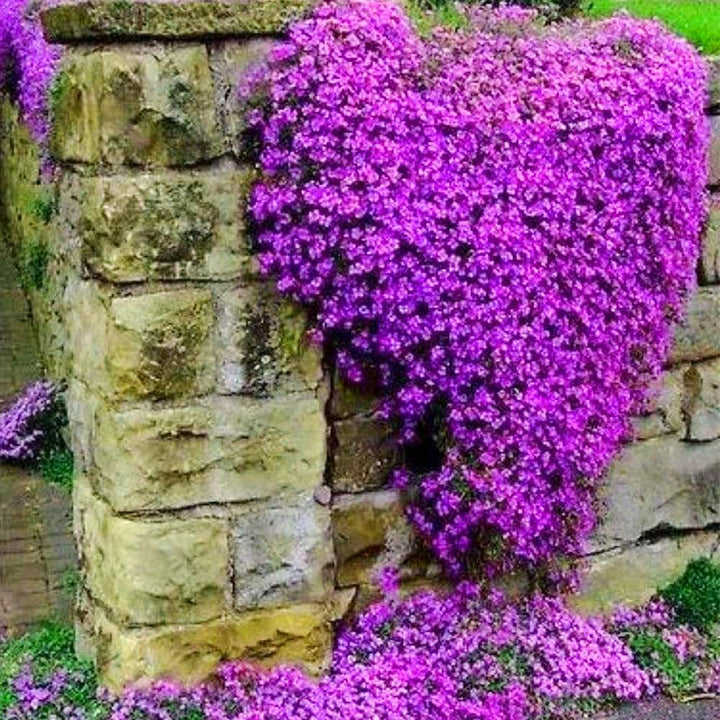 BloomHaven | Creeping Thyme Homegrown Seeds