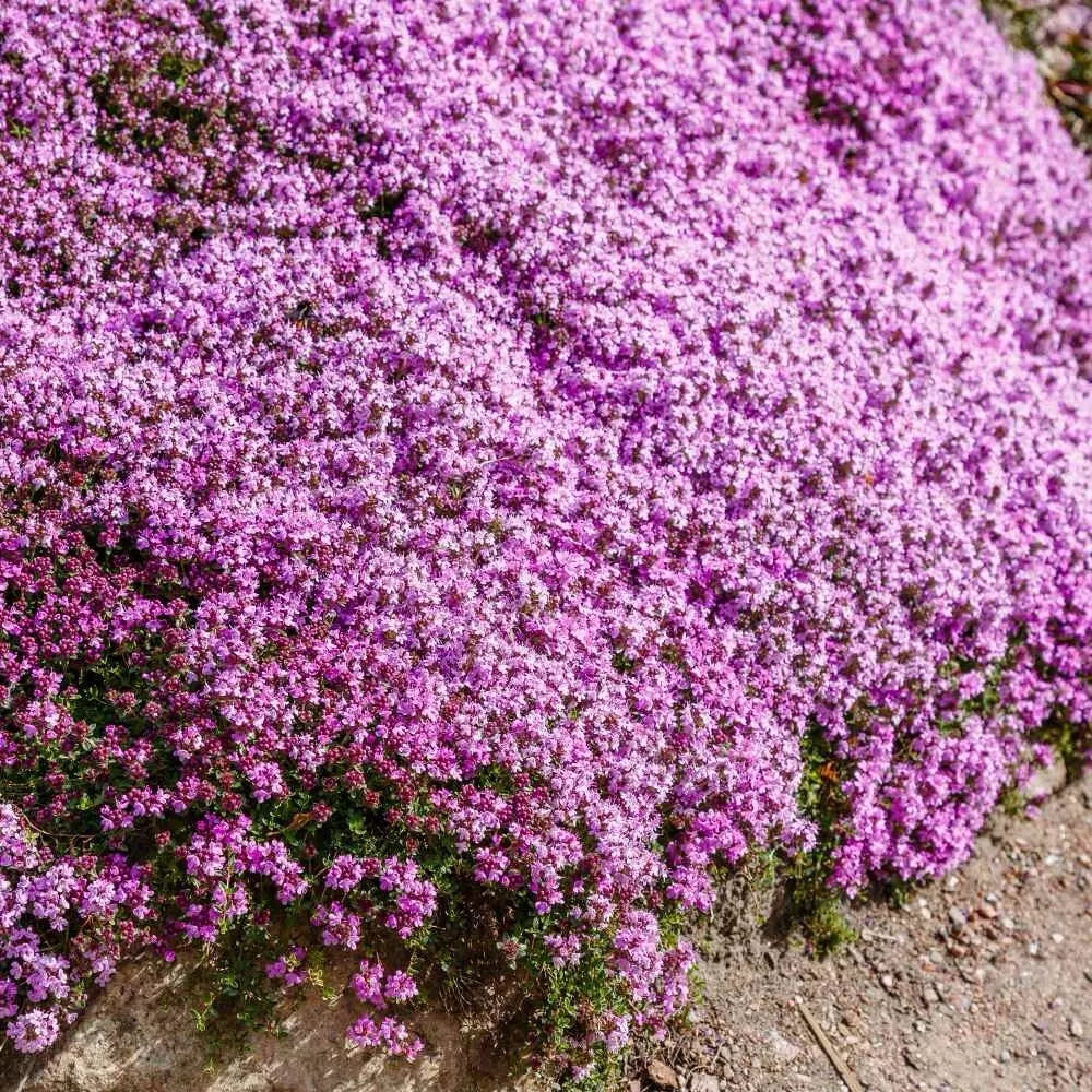 BloomHaven | Creeping Thyme Homegrown Seeds
