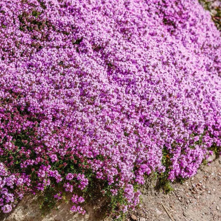 BloomHaven | Creeping Thyme Homegrown Seeds